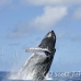whale_humpback_h_00395_dom2442.jpg